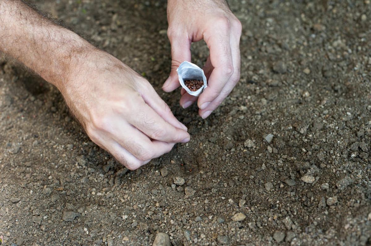 Types of Cannabis Seeds