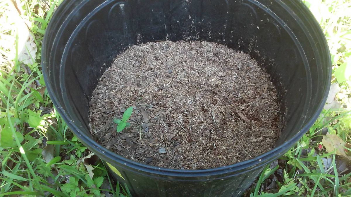 Indoor vs Outdoor Seeds