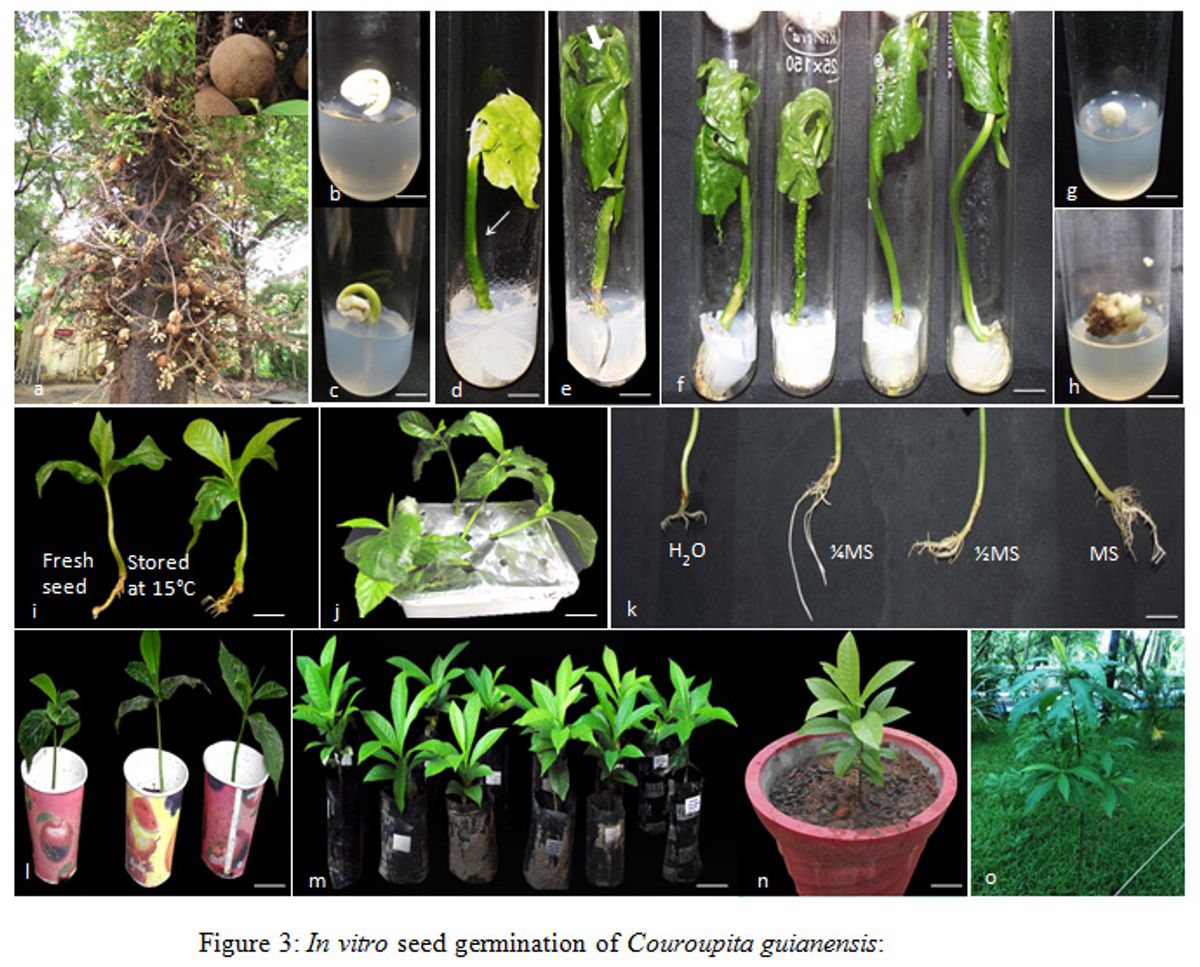 Troubleshooting Common Seed Issues