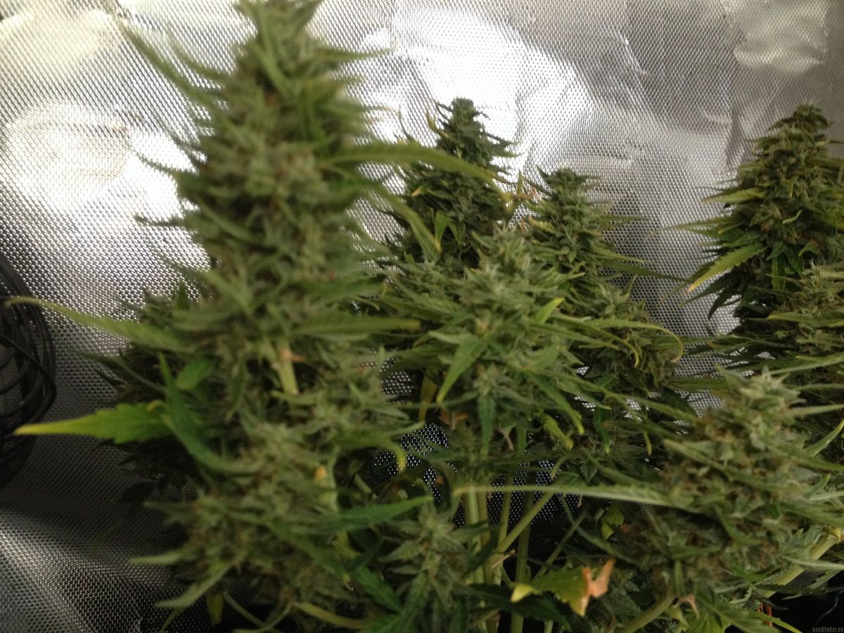 Feminized Seeds Guide