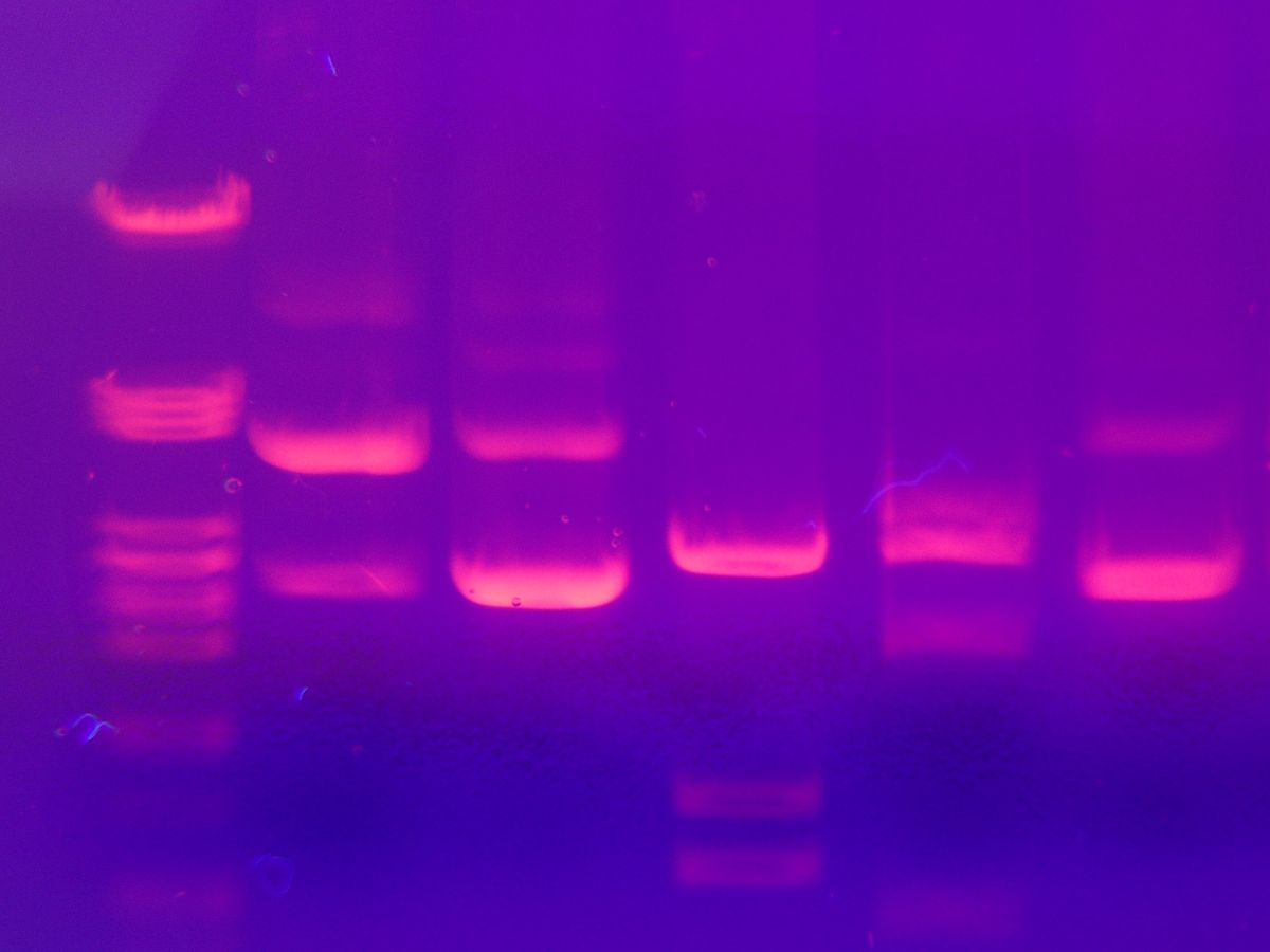 Cloning Techniques